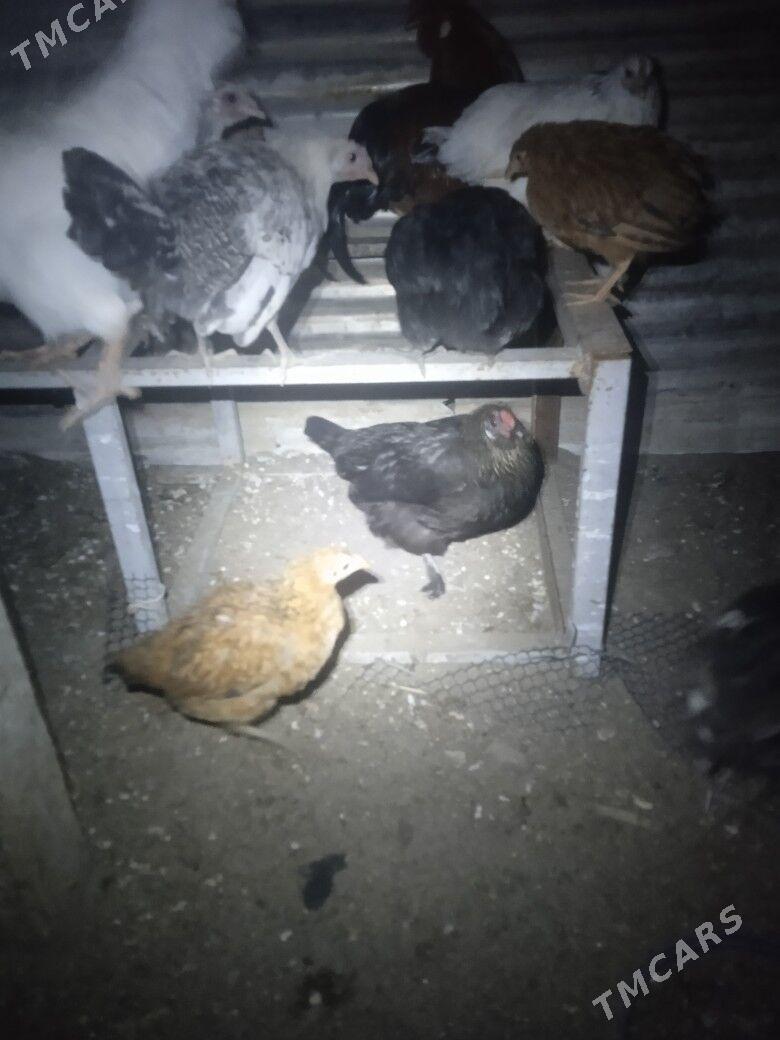 towuk - Balkanabat - img 3