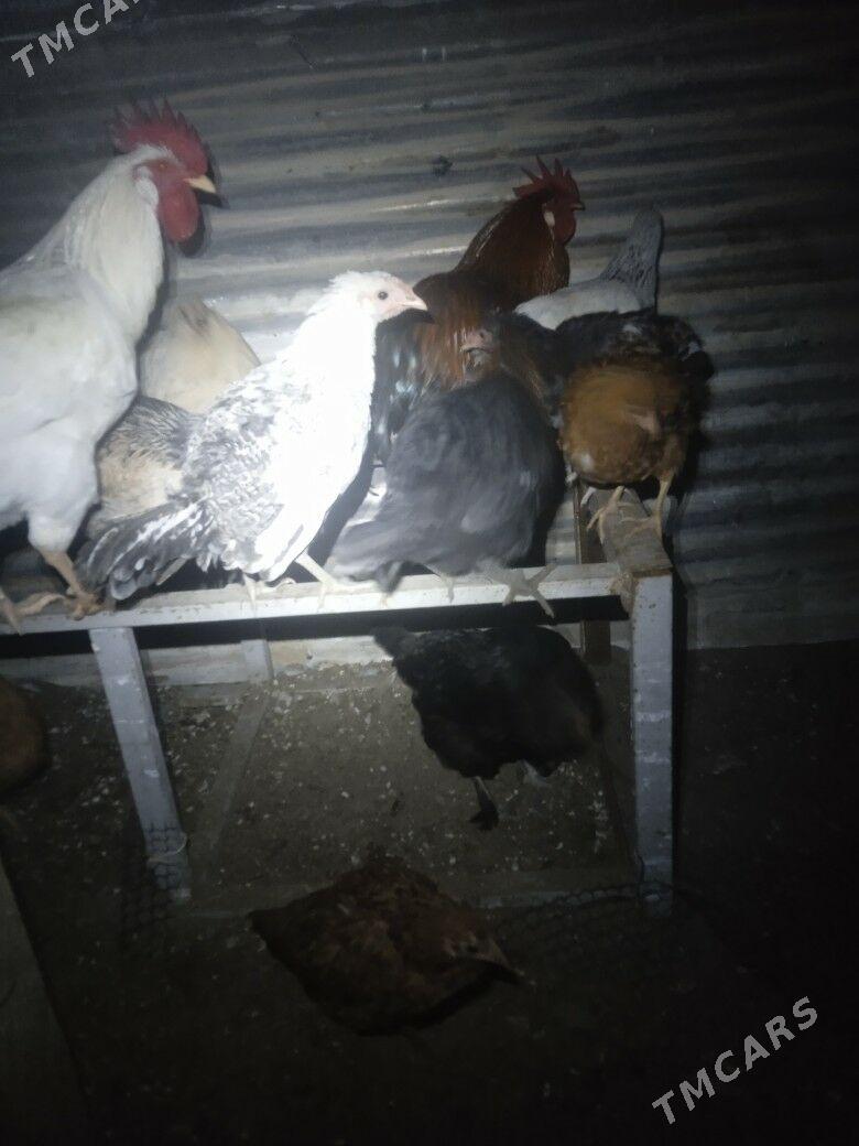 towuk - Balkanabat - img 4