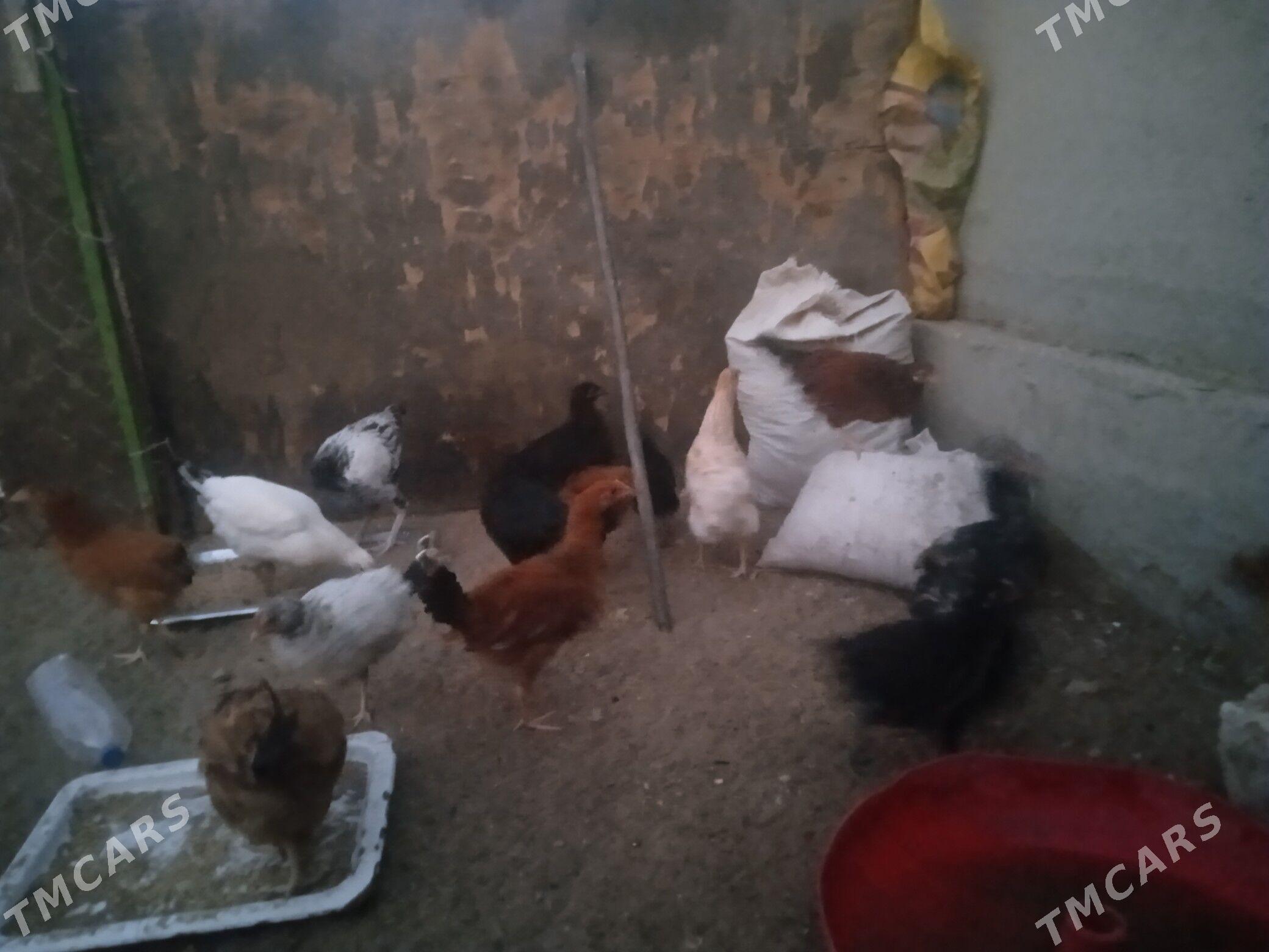 towuk - Balkanabat - img 6