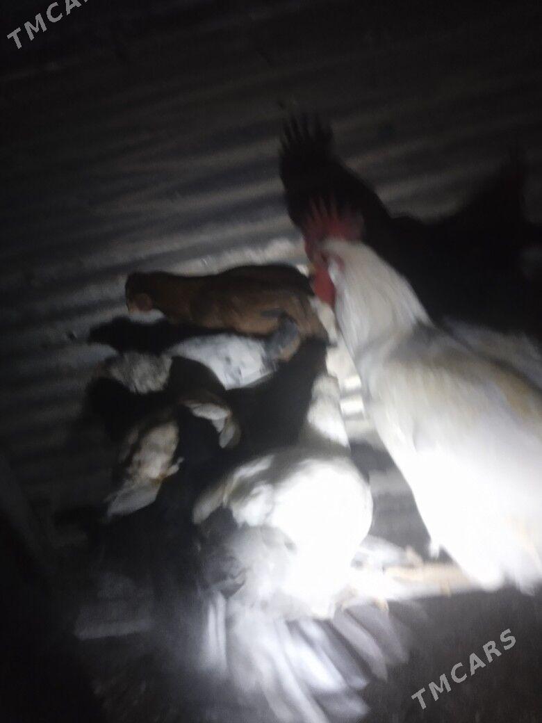 towuk - Balkanabat - img 2