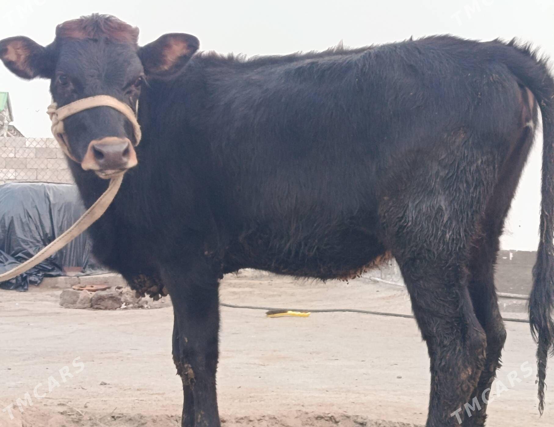 Öküz we tüwe - Büzmeýin - img 2