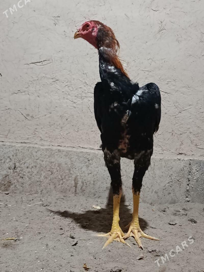 paroda horaz - Gurbansoltan Eje - img 3