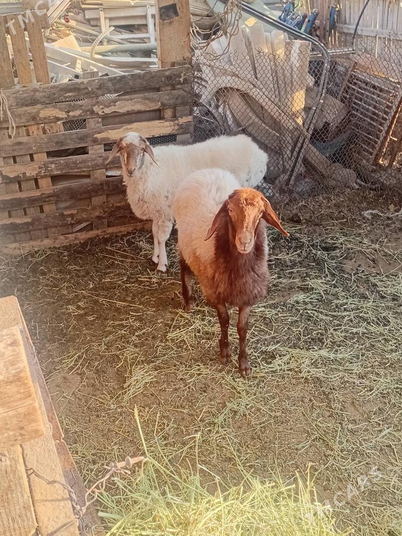 goýun goýun - Gypjak - img 2