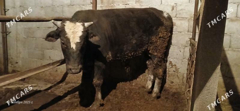 Okuz - Бузмеин - img 2