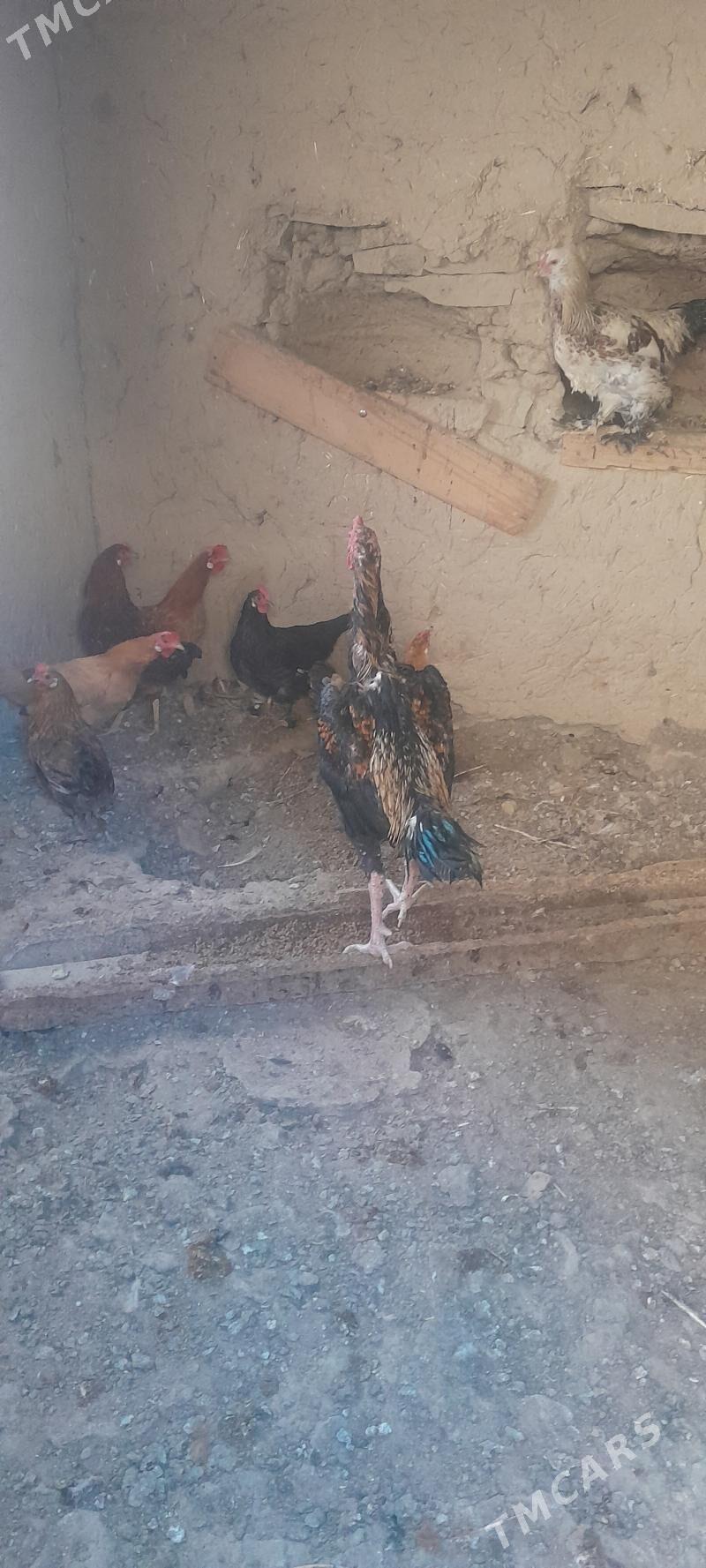 taşkent horoz - Bäherden - img 2