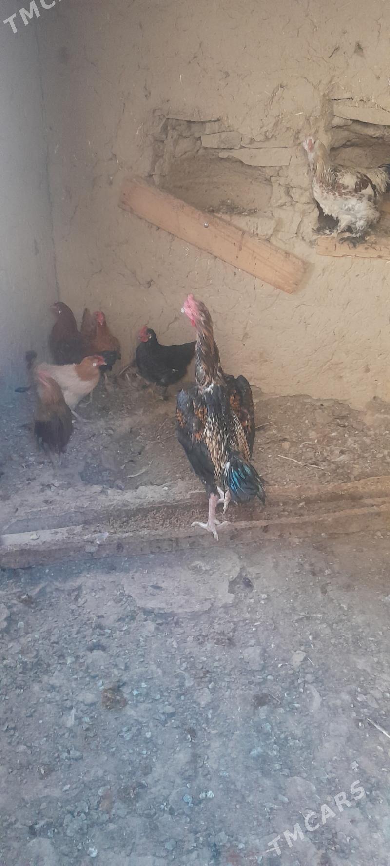 taşkent horoz - Bäherden - img 1