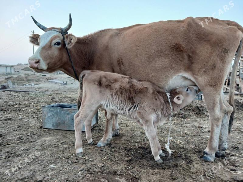 Goleli sygyr - Ak bugdaý etraby - img 2