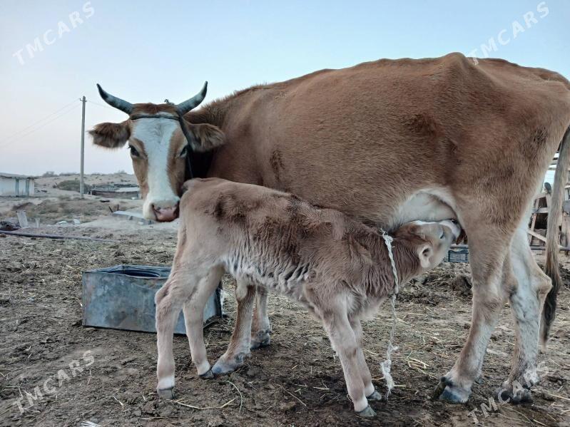 Goleli sygyr - Ak bugdaý etraby - img 3