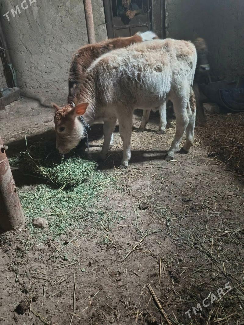 gole - Балканабат - img 5