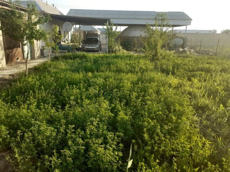 daca - Мары - img 9