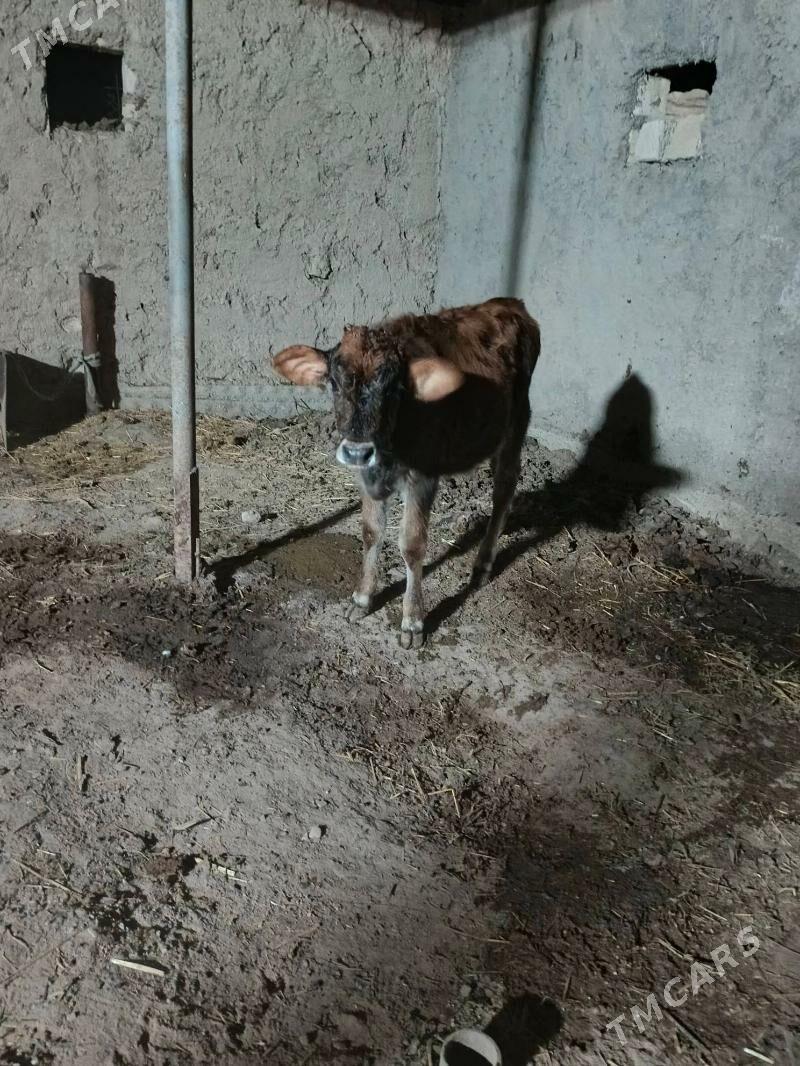 gole - Балканабат - img 2