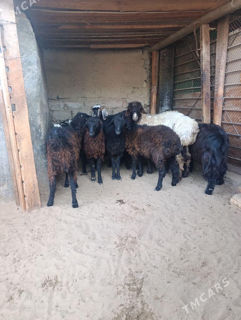 TOKLY - Хитровка - img 2