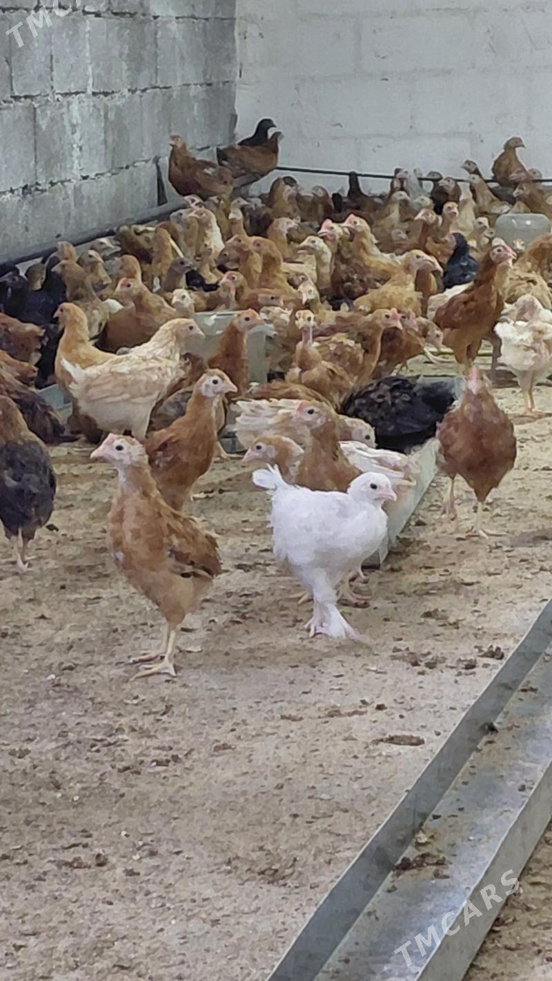 juyje - Gökdepe - img 6