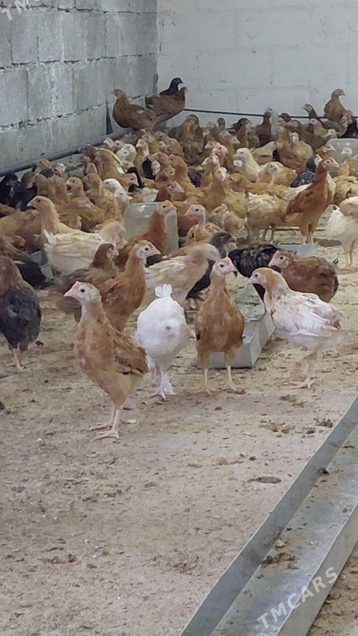 juyje - Gökdepe - img 4