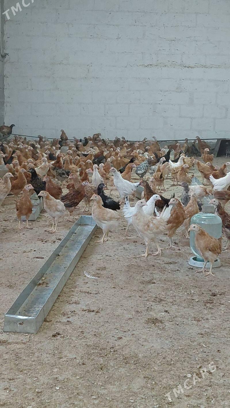 juyje - Gökdepe - img 7