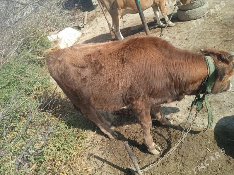 okuz - Бахарден - img 2