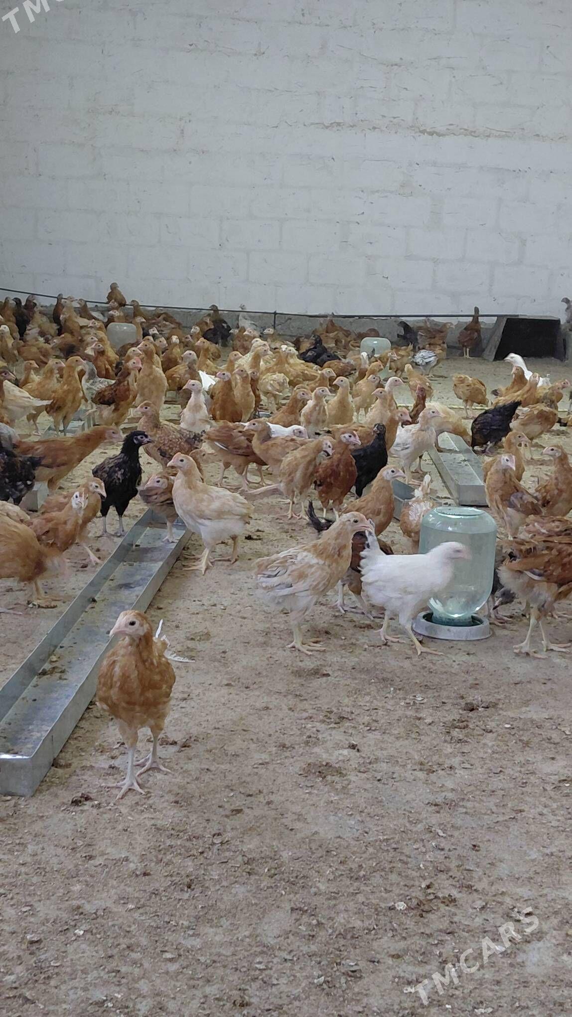 juyje - Gökdepe - img 3