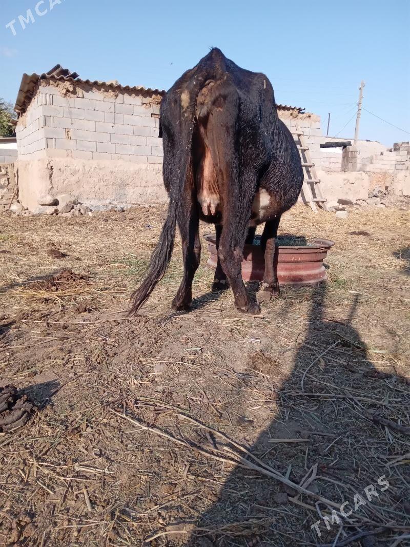 sygyr - Bäherden - img 2