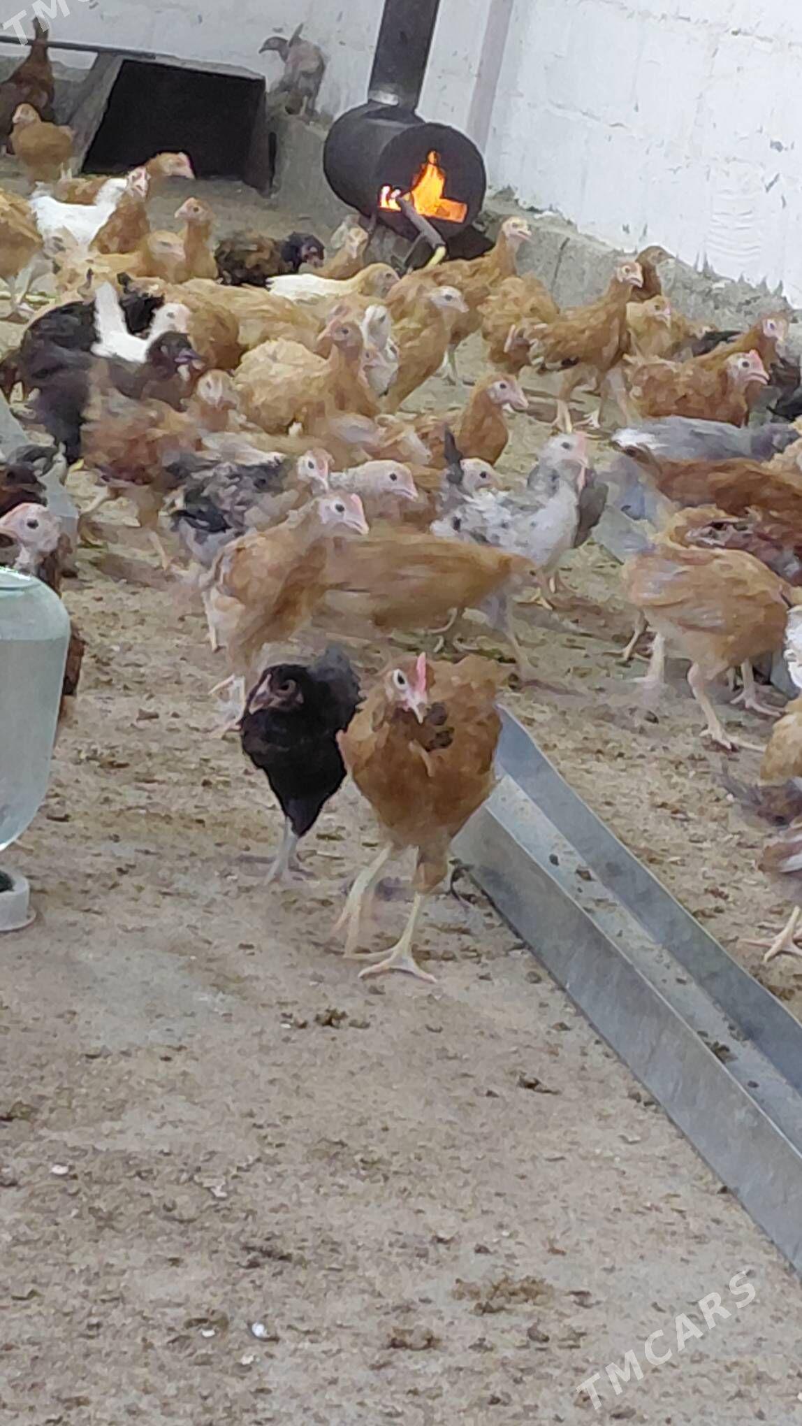 juyje - Gökdepe - img 5