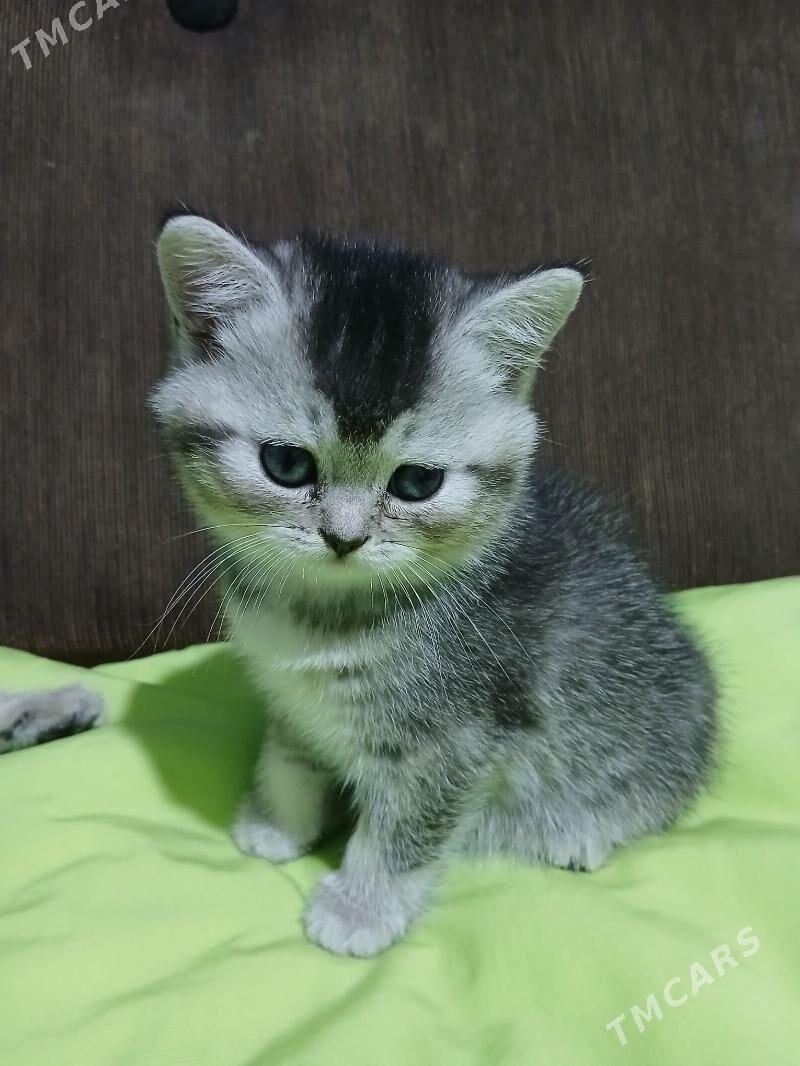 шотландские котята - Ашхабад - img 4