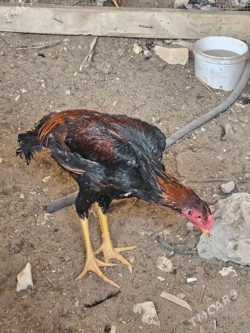 Horaz - Türkmenabat - img 2