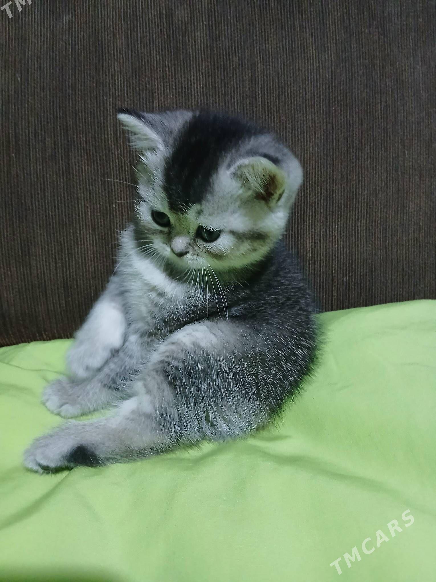 шотландские котята - Ашхабад - img 10