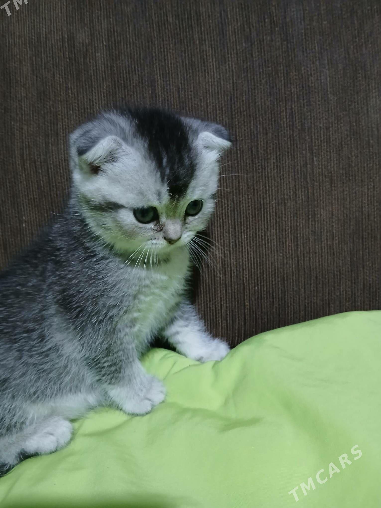 шотландские котята - Ашхабад - img 8