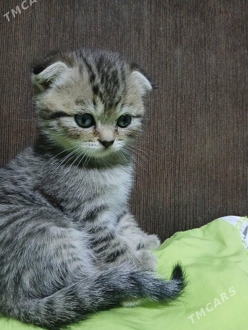 шотландские котята - Ашхабад - img 6