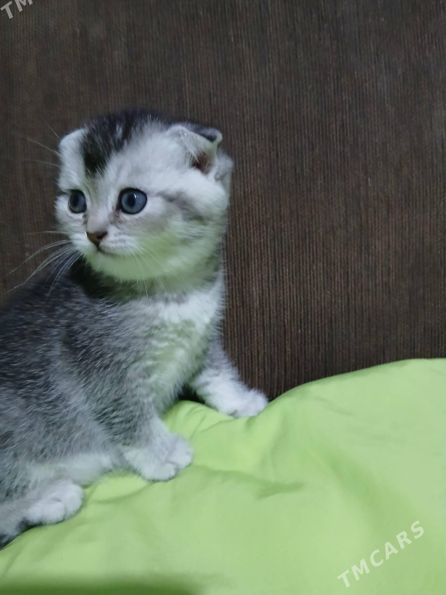 шотландские котята - Ашхабад - img 9