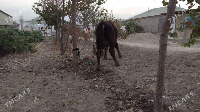 OKUZ ŞWES - Aşgabat - img 2