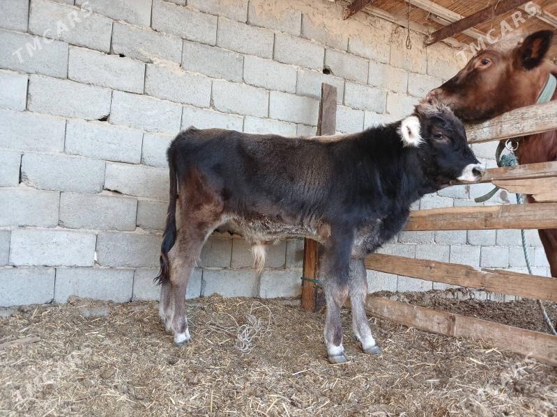 Okuz - Ак-Бугдайский этрап - img 2