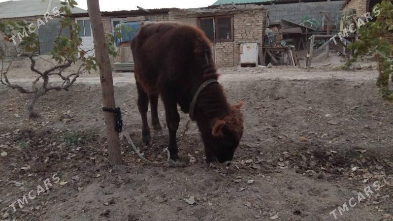 OKUZ ŞWES - Aşgabat - img 3