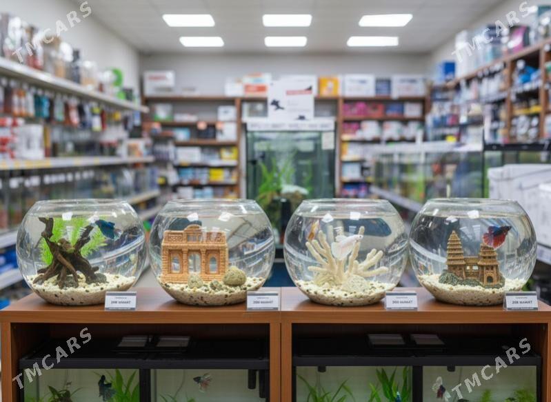 мини аквариум с петушком - Ашхабад - img 2