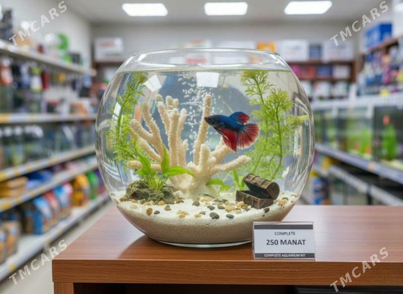 мини аквариум с петушком - Ашхабад - img 3