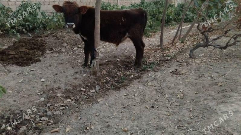 OKUZ ŞWES - Aşgabat - img 1