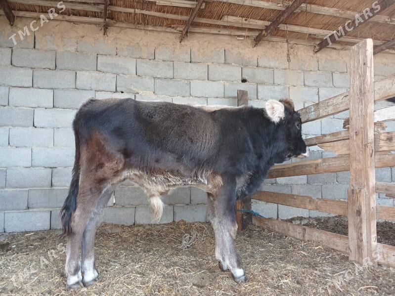 Okuz - Ак-Бугдайский этрап - img 3