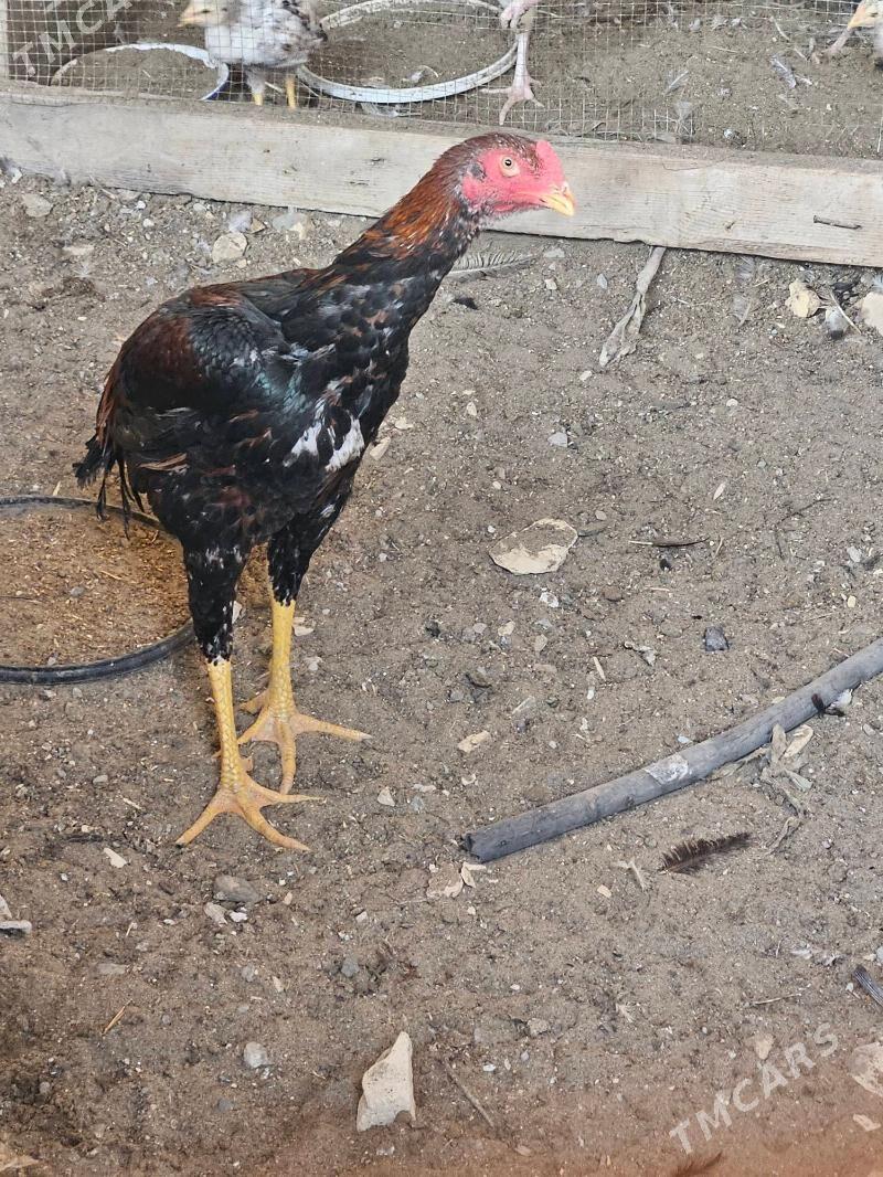 Horaz - Türkmenabat - img 4