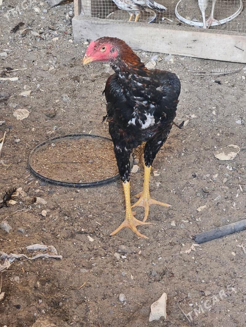 Horaz - Türkmenabat - img 3