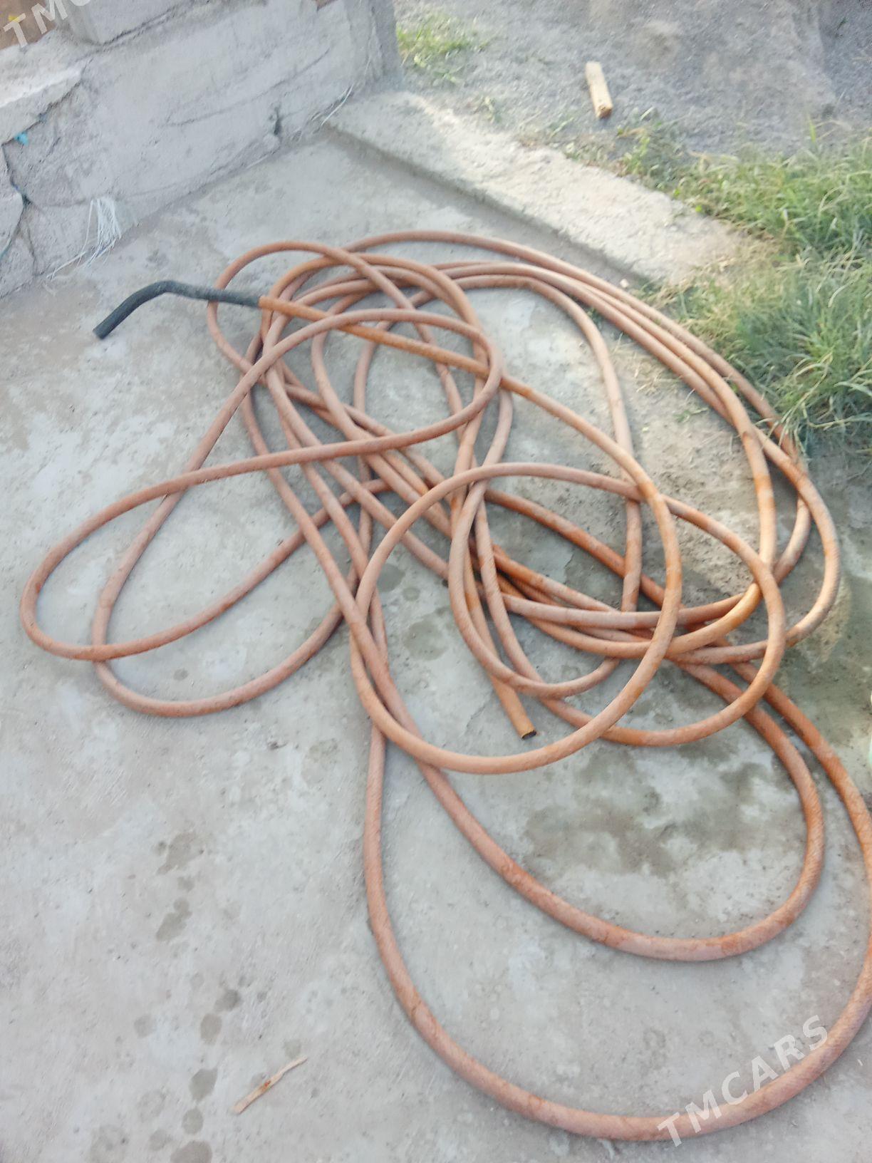 suw slanka - Ýalkym - img 2