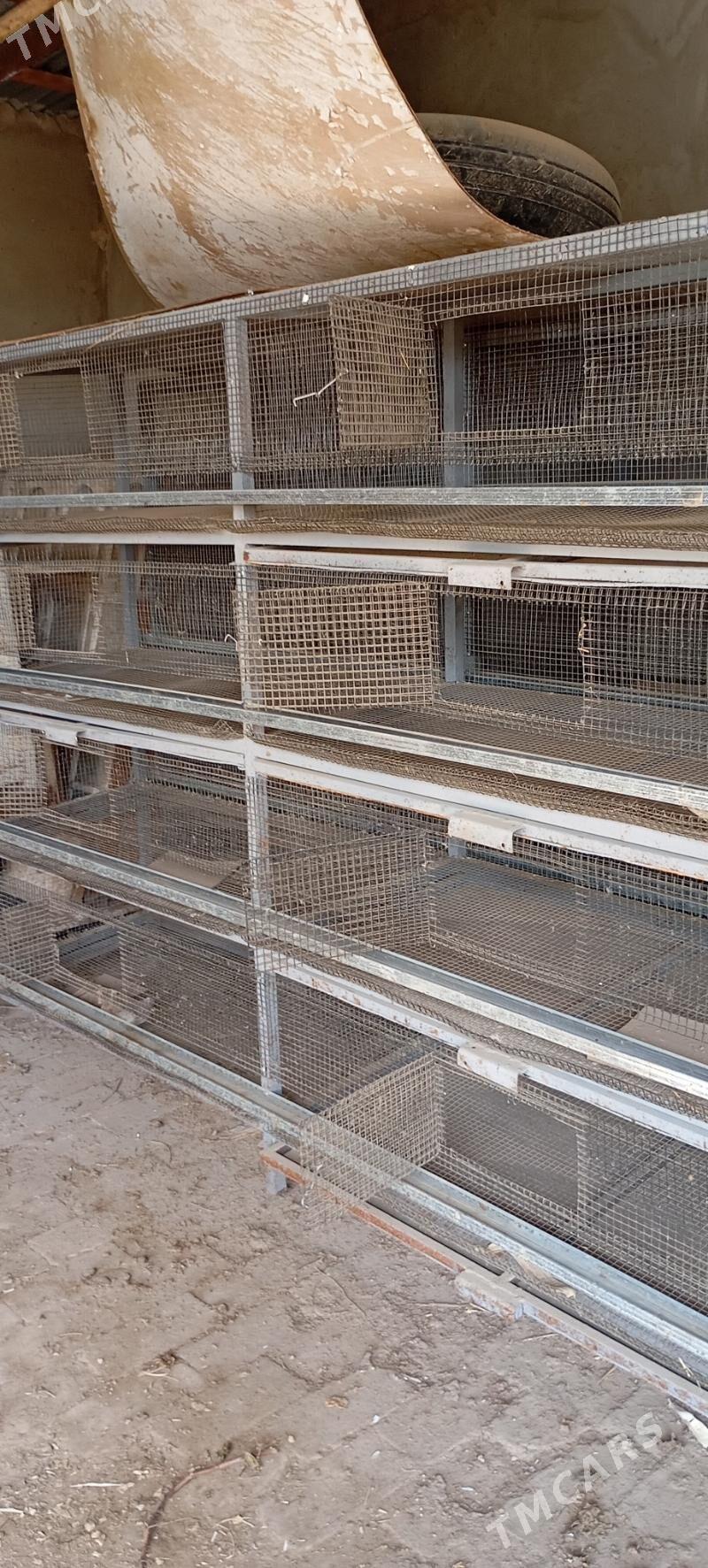 Bedene ýatak - Байрамали - img 5