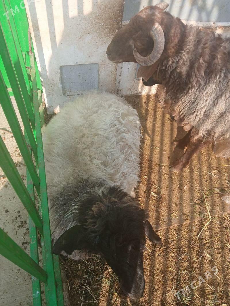 Goÿun - Ашхабад - img 2