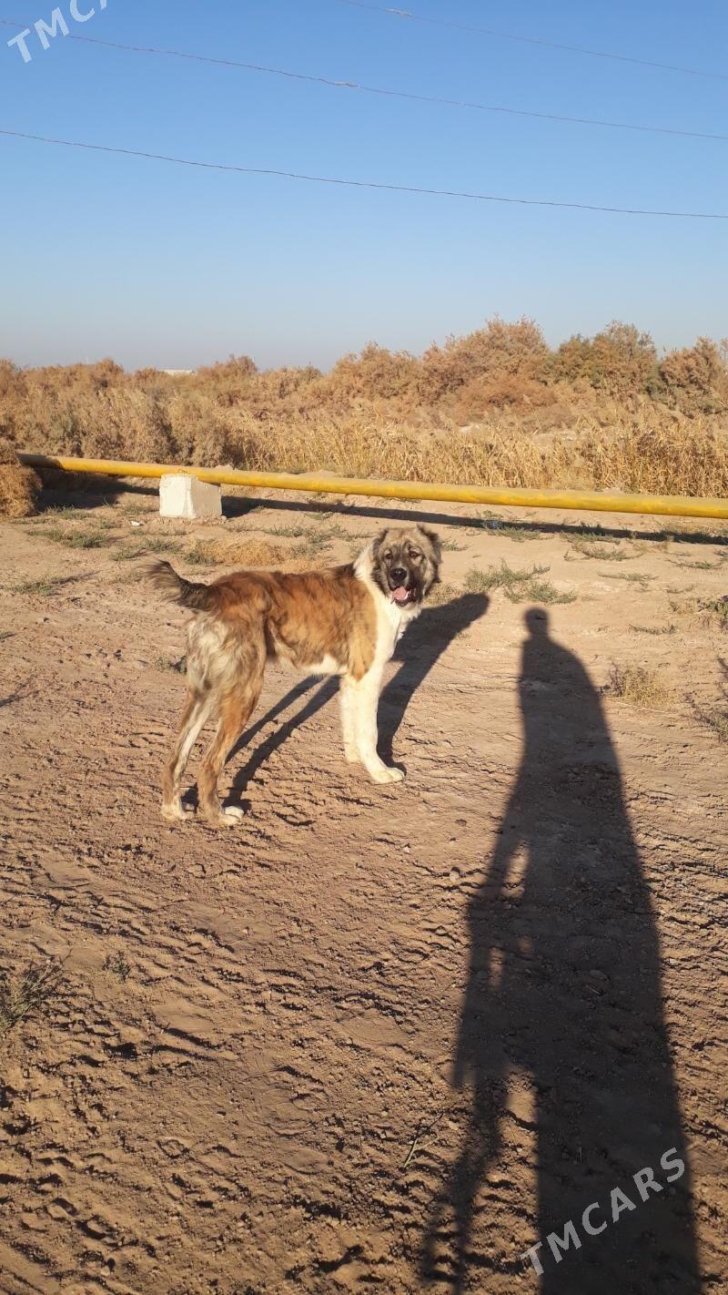 Ýolbars - Tejen - img 3