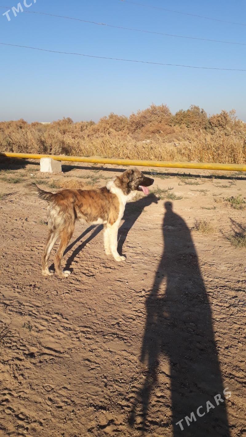 Ýolbars - Tejen - img 2