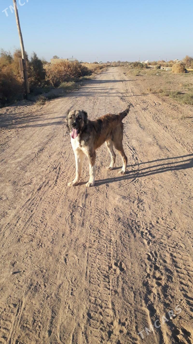 Ýolbars - Tejen - img 1