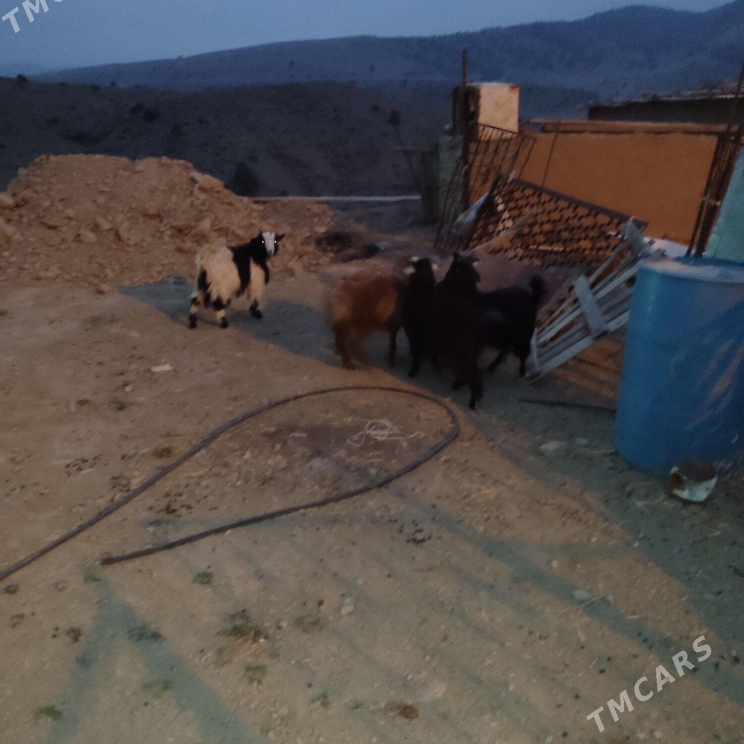 Çebis - Bäherden - img 2