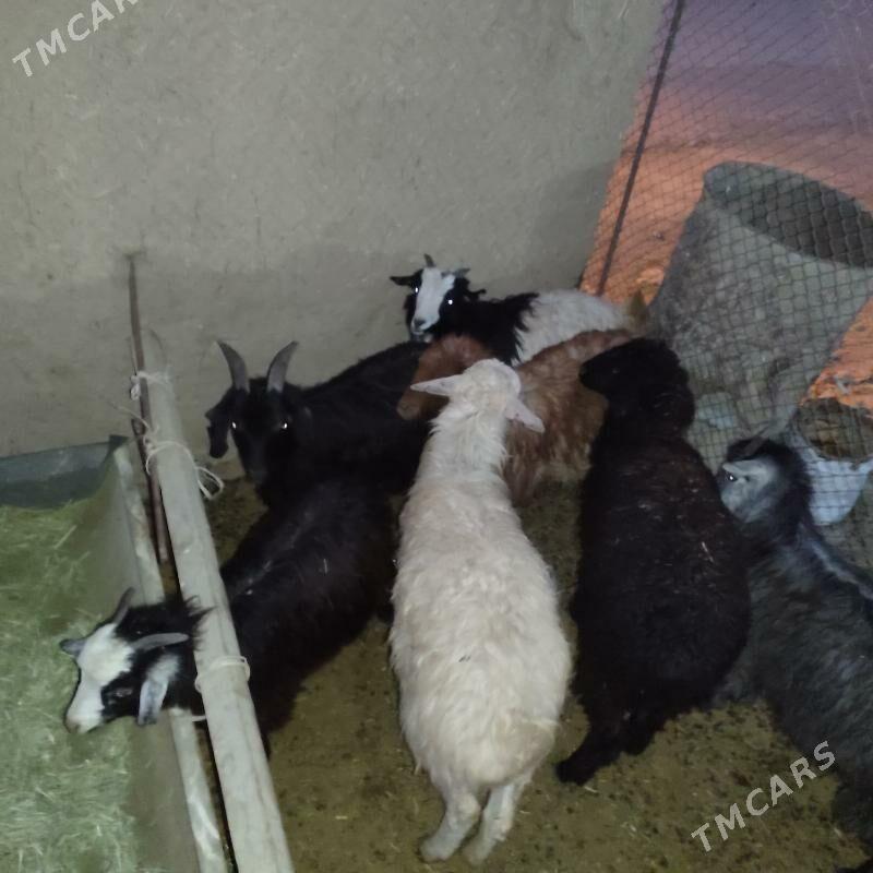 Çebis - Bäherden - img 1