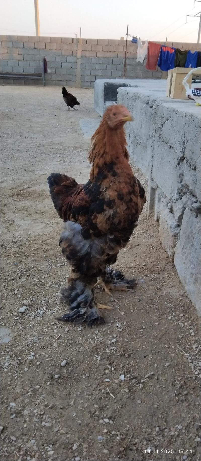 horaz - Balkanabat - img 5