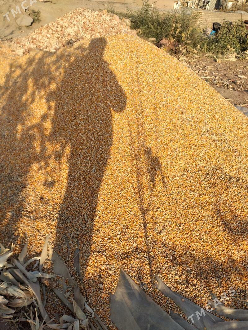 Tohumlyk mekge - Garagum etraby - img 1