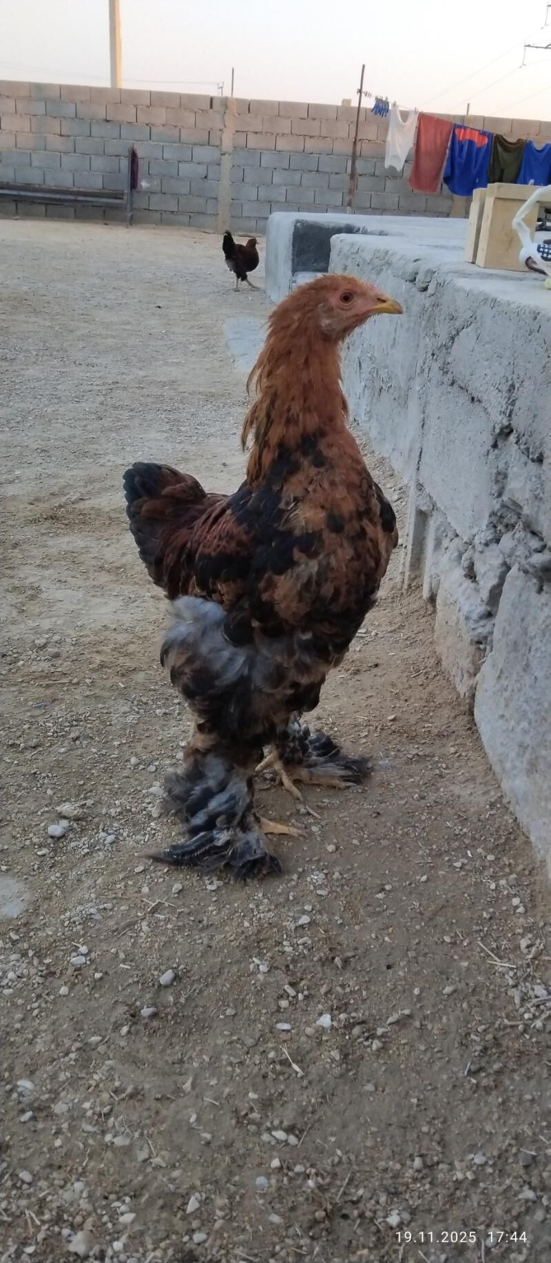 horaz - Balkanabat - img 6