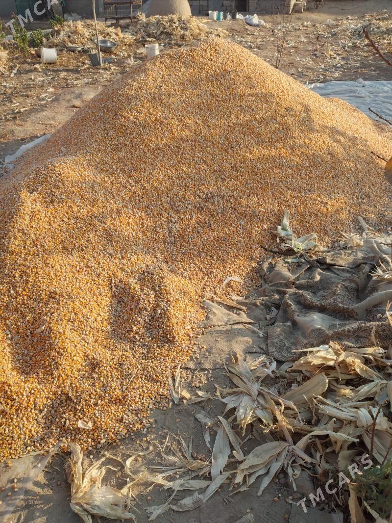 Tohumlyk mekge - Garagum etraby - img 2